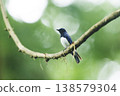 Blue-and-white Flycatcher in a cedar forest 138579304