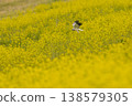 A Hen Harrier foraging in a field of rapeseed flowers. 138579305
