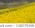 A Hen Harrier foraging in a field of rapeseed flowers. 138579306