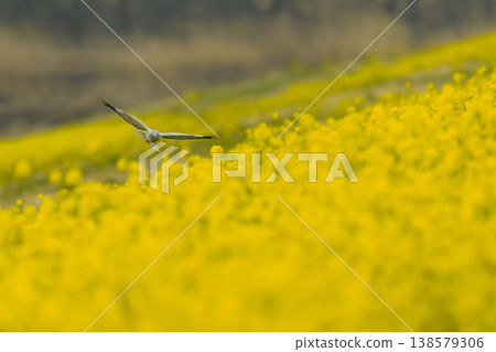 一隻白尾鷂在油菜花田中覓食。 138579306