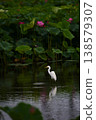 Ancient lotus and heron 138579307