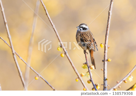 Winter jasmine and bunting Winter jasmine and bunting 138579308