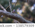 Long-tailed rosefinch in a cedar forest 138579309