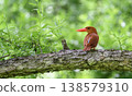Ruddy Kingfisher amidst the fresh greenery 138579310