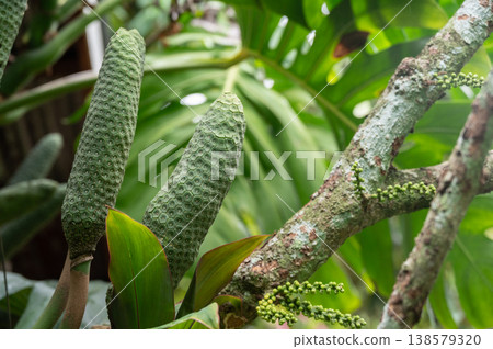 Fruits of Monstera deliciosa. Monstera deliciosa fruit can be eaten if you tap the fruit and its scales fell off. If not it mean that you picked it a bit to early. Fruits of Monstera deliciosa. Monstera deliciosa fruit can be eaten if you tap the fruit and its scales fell off. If not it mean that you picked it a bit to early. 138579320