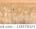 A Hen Harrier flying over a golden reed field. 138579321