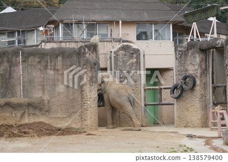 亞洲大像在動物園裡 138579400