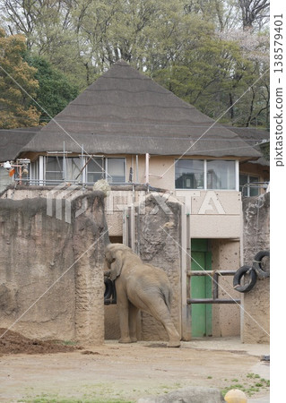 Asian elephant in the zoo 138579401