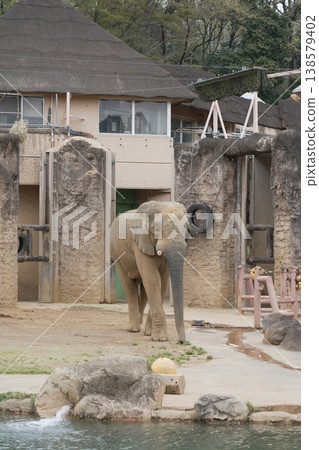 Asian elephant in the zoo 138579402