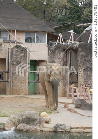 Asian elephant in the zoo 138579403