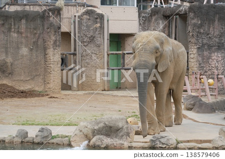 亞洲大像在動物園裡 亞洲大像在動物園裡 138579406