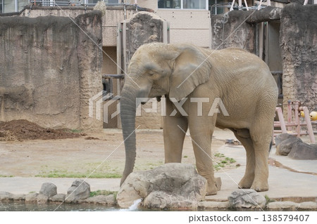 Asian elephant in the zoo 138579407