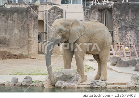Asian elephant in the zoo Asian elephant in the zoo 138579408