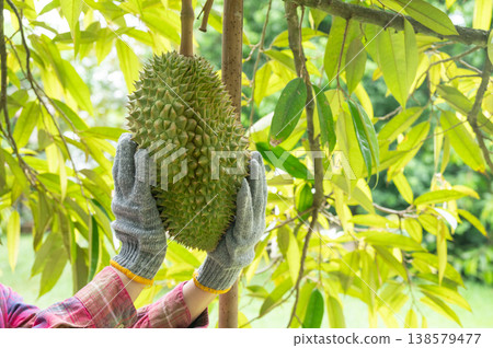 Cropped shot view of farmer hands touching a durian before harvesting. Durian is a Southeast Asian fruit that's most popular in Thailand. Cropped shot view of farmer hands touching a durian before harvesting. Durian is a Southeast Asian fruit that's most popular in Thailand. 138579477