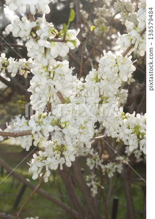紫荊花已開始綻放-2026年4月 紫荊花已開始綻放-2026年4月 138579484