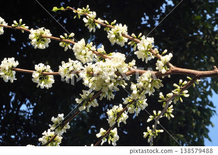 The Judas tree blossoms have begun to bloom - April 2026 The Judas tree blossoms have begun to bloom - April 2026 138579488