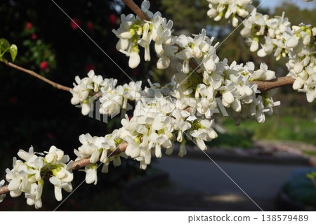 The Judas tree blossoms have begun to bloom - April 2026 138579489