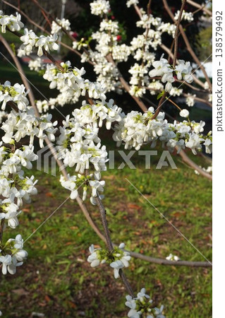 紫荊花已開始綻放－2026年4月 138579492