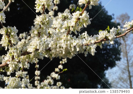 紫荊花已開始綻放－2026年4月 138579493