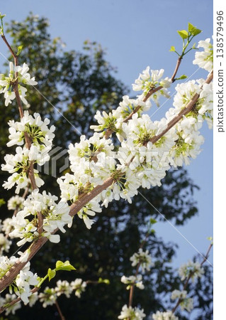 紫荊花已開始綻放-2026年4月 紫荊花已開始綻放-2026年4月 138579496