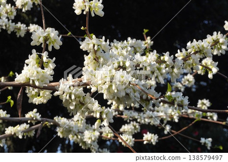 紫荊花已開始綻放-2026年4月 紫荊花已開始綻放-2026年4月 138579497