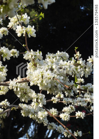 紫荊花已開始綻放-2026年4月 紫荊花已開始綻放-2026年4月 138579498