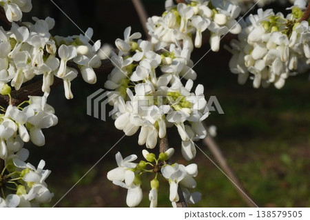 紫荊花已開始綻放－2026年4月 138579505