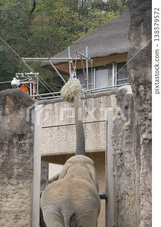 Asian elephant in the zoo Asian elephant in the zoo 138579572