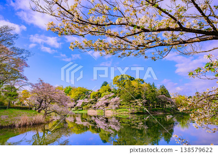 日本百大賞櫻勝地之一:橫濱三池公園櫻花盛開,倒映在水面上的景色美不勝收。 日本百大賞櫻勝地之一:橫濱三池公園櫻花盛開,倒映在水面上的景色美不勝收。 138579622