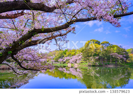 日本百大賞櫻勝地之一：橫濱三池公園櫻花盛開，倒映在水面上的景色美不勝收。 138579623