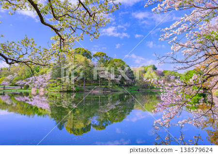 日本百大賞櫻勝地之一:橫濱三池公園櫻花盛開,倒映在水面上的景色美不勝收。 日本百大賞櫻勝地之一:橫濱三池公園櫻花盛開,倒映在水面上的景色美不勝收。 138579624