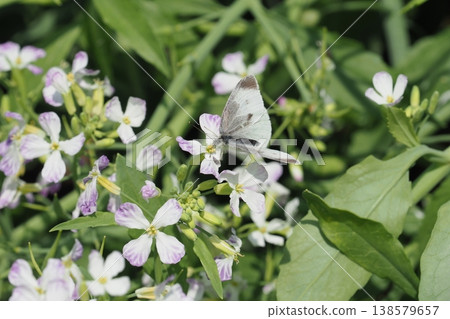 A cabbage white butterfly perched on a vegetable flower. 138579657
