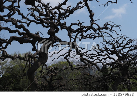 A river-shaped tree 138579658