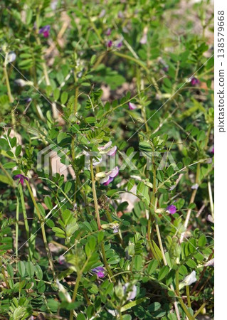 Vicia cracca (Tree Vetch) - 2026 年 3 月 Vicia cracca (Tree Vetch) - 2026 年 3 月 138579668