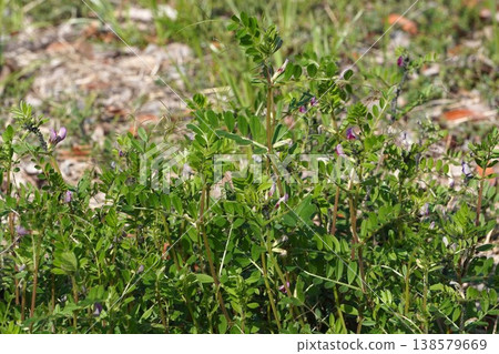 Vicia cracca (Tree Vetch) - 2026 年 3 月 138579669