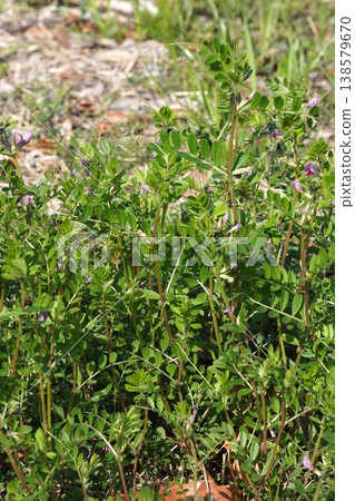 Vicia cracca (Tree Vetch) - March 2026 Vicia cracca (Tree Vetch) - March 2026 138579670
