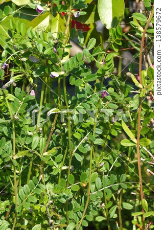 Vicia cracca (Tree Vetch) - 2026 年 3 月 138579672