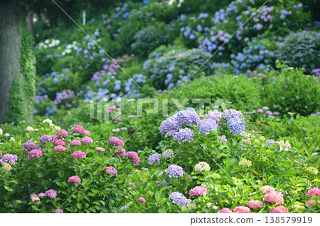 Hydrangea Hydrangea 138579919