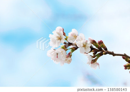 櫻花盛開,藍天白雲,春意盎然。 櫻花盛開,藍天白雲,春意盎然。 138580143