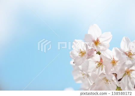 櫻花盛開,藍天白雲,春意盎然。 櫻花盛開,藍天白雲,春意盎然。 138580172