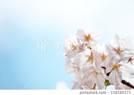 櫻花盛開，藍天白雲，春意盎然。 138580173