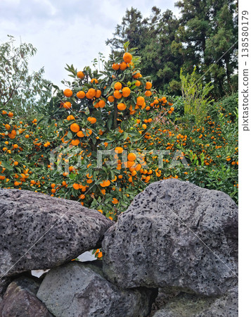 Basalt wall and tangerine trees in Jeju Island. 138580179