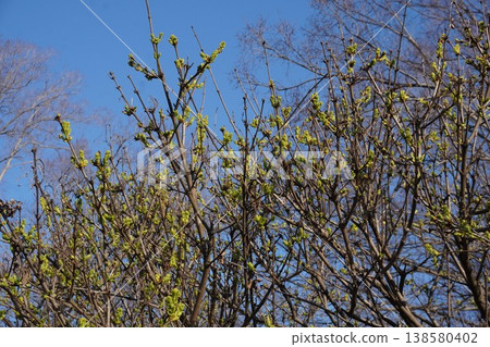 丁香花蕾出現 - 2026年3月 138580402