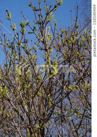 丁香花蕾出現 - 2026年3月 138580404