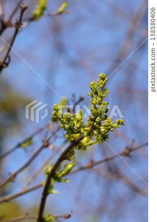 丁香花蕾出現 - 2026年3月 138580406