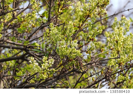 丁香花蕾出現 - 2026年3月 丁香花蕾出現 - 2026年3月 138580410