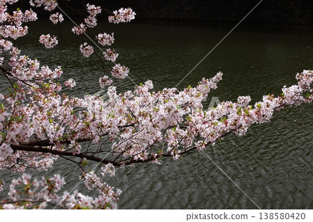 Cherry tree of moat Cherry tree of moat 138580420