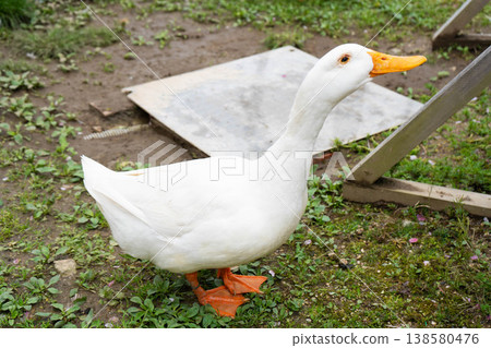 Photo of a white duck 138580476