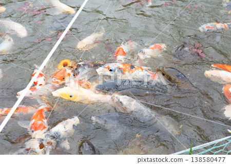鯉魚圍著食物遊動的照片,或是錦鯉(觀賞鯉魚)。 鯉魚圍著食物遊動的照片,或是錦鯉(觀賞鯉魚)。 138580477