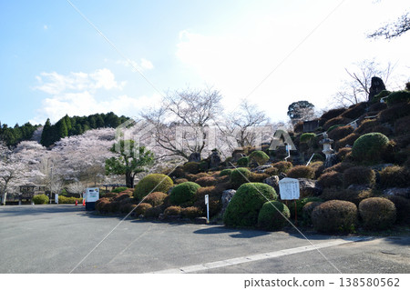 Sakura rascal 138580562